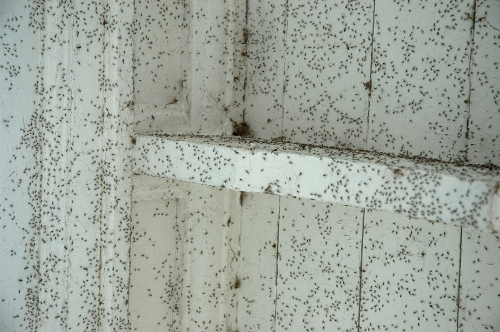 Poetry: Peter Schwartz’s “a dozen&nbsp;parables”