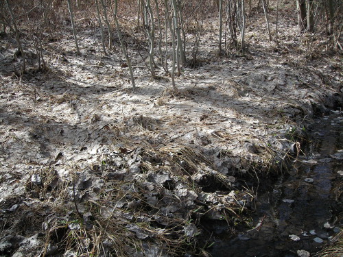 Six Poems from Leafmold: F. Daniel&nbsp;Rzicznek