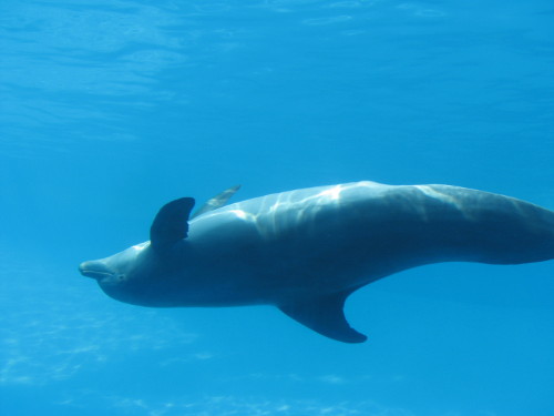 Fiction: Harmony Neal’s “This Is What It’s Like to&nbsp;Die”