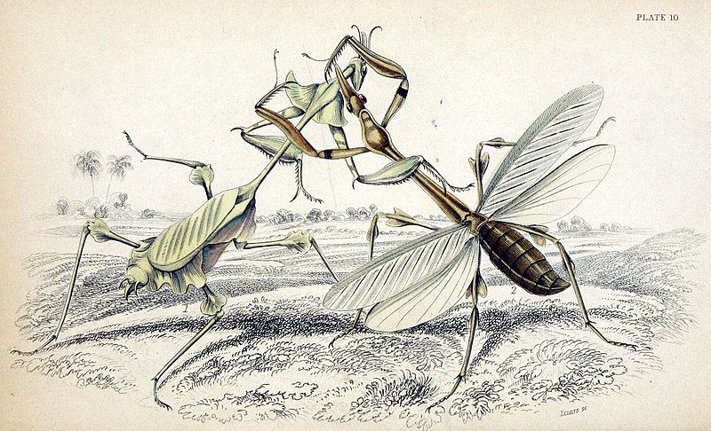 Two Poems by Rob&nbsp;Cook