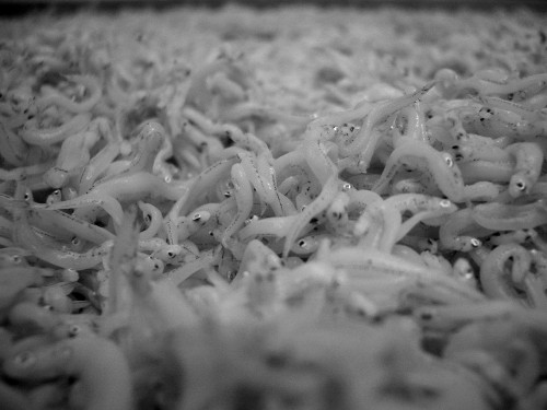 Two Poems by Zach Mueller