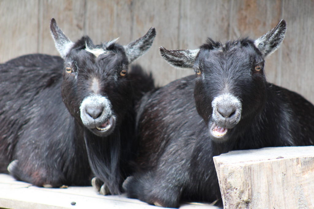 Andrew Farkas: “The Great Indoorsman, Part the First,” a serialized&nbsp;essay