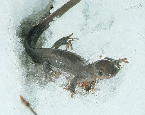 Poetry by C.T. McGaha: “2 Blessed 2 Be&nbsp;Stressed”