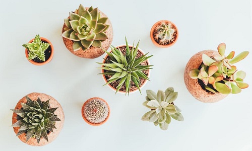 Fiction by Claire Hopple: “A Catalogue of&nbsp;Leavings”