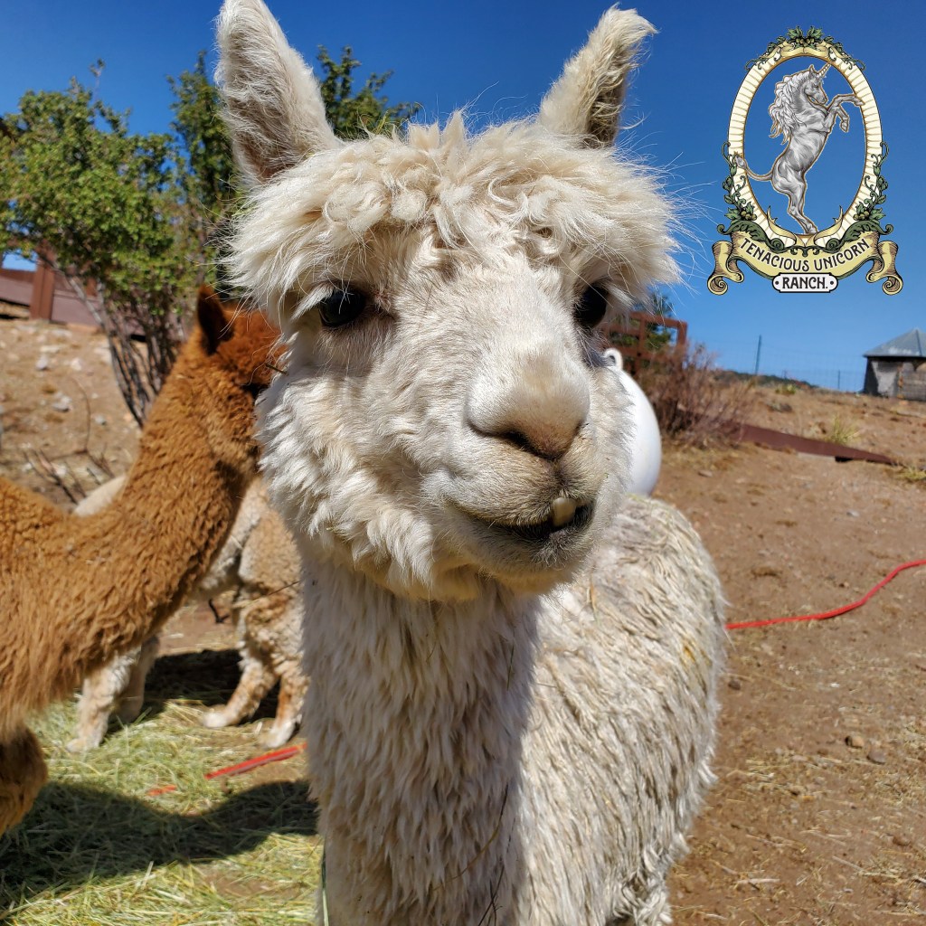 “The Tenacious Unicorn Ranch”: Wednesday Work Day Interview by Hillary&nbsp;Leftwich