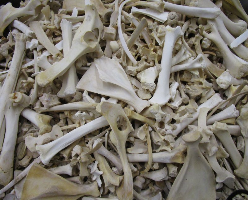 Emma Aylor: “Ossuary,” a poem for Haunted Passages