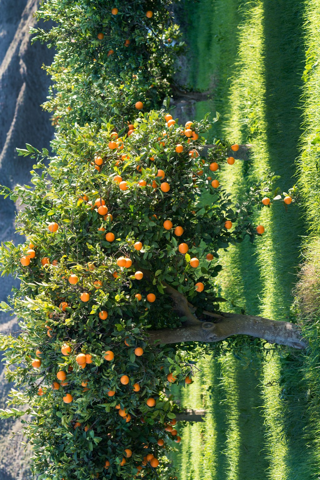 Guffy Bergman: Three Poems for Bad Survivalist