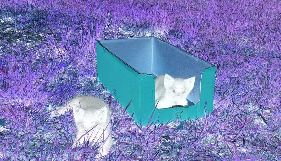 Three Haunted Passages Poems by Sheila&nbsp;Dong