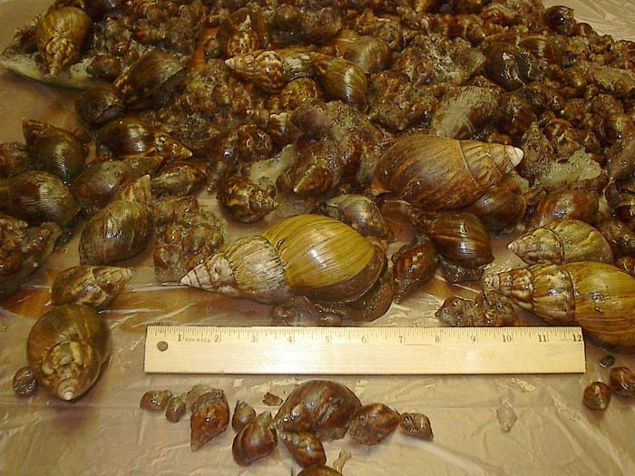 John B. Oldenborg: Three Poems for Bad&nbsp;Survivalist