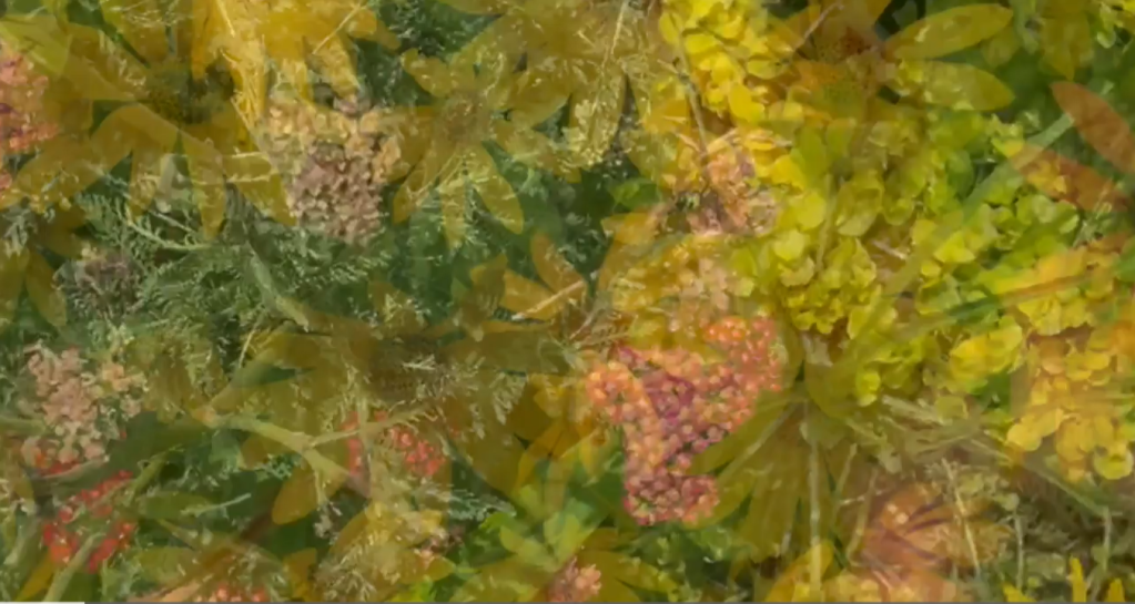 Side A Video Poem Collaboration by Penn Kemp & Gary Barwin: “The Female Line”