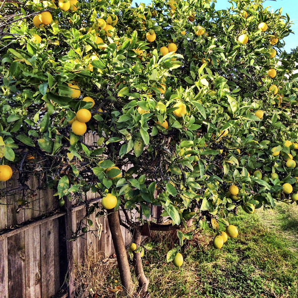 “Picking,” a collaborative short story by Kim Magowan & Michelle Ross from Vol.&nbsp;9