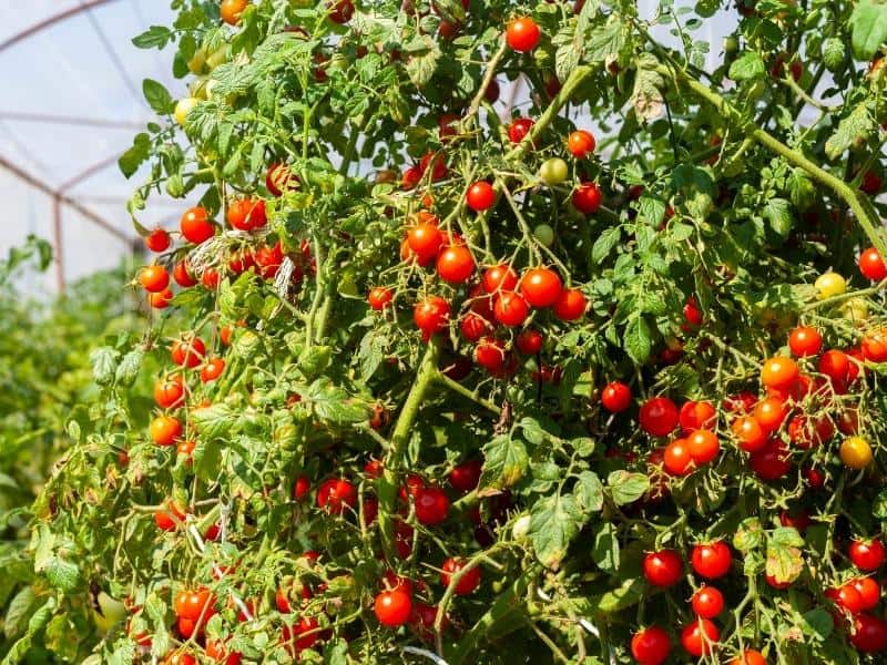 Flavor Town USA: Three Poems by Rachel&nbsp;Becker