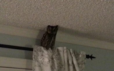 New Haunted Passages Poem: “The Bedroom Endures an Owl” by Ginna Luck