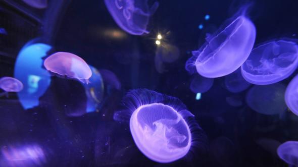 New Poem for Bad Survivalist: “Dishes” by Lane Devers