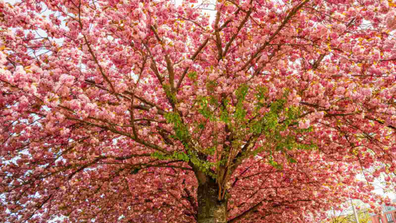 Flavor Town USA Poetry: “Why Not the Cherry Tree” by Matthew James Friday